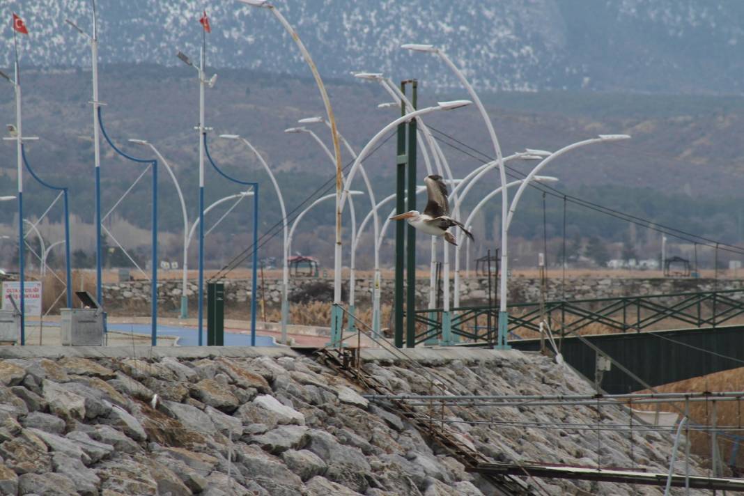 Konya'daki parkta pelikanlar görüldü! Fotoğraf tutkunları akın etti 4